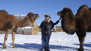 Funny memes and random pics to get you over the hump! Photo Gallery Everyday Is Hump Day When You Re A Camel News Postregister Com