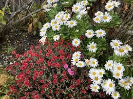 June Herbert Obituary