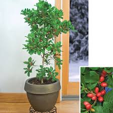 Image result for Synsepalum