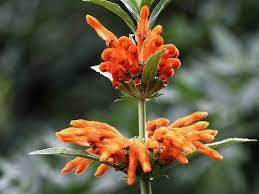 What are the shipping options for orange bushes? Four Drought Tolerant Plants With Orange Flowers Sonoma Sun Sonoma Ca
