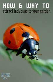How to keep your purchased ladybug's in. How To Rid Your Garden Of Bad Insects By Attracting Ladybugs