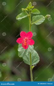 Image result for Hibiscus aponeurus