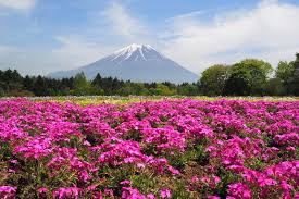 The Fuji Shibazakura Festival Absolutely Worth The Hype The Travel Blogs