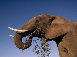 African Elephant Species Wwf