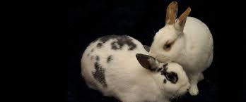 Living in a pair or a group is what makes them the happiest and the healthiest. Welcome To Friends Of Rabbits