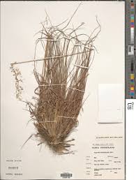 Image result for Eragrostis schweinfurthii