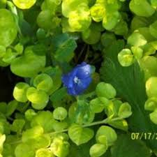 Because they grow quickly and flower heavily throughout the summer, they are a fairly heavy feeder. Blue Daze Evolvulus Glomeratus Garden Org