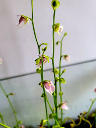 Image result for Utricularia