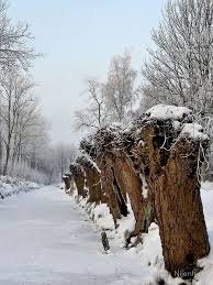 Midwinter Dream Winter Landscape Winter Scenes Winter Pictures