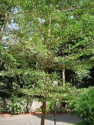 Image result for Terminalia neotaliala