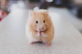 The species is called the cricetus cricetus the smallest hamster is the tiny dwarf which can be as small as 2 inches long although some reach 4 inches (5.5 to 10.5cm). Hamster Fact Sheet C S W D