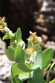 Image result for Nesaea cordata