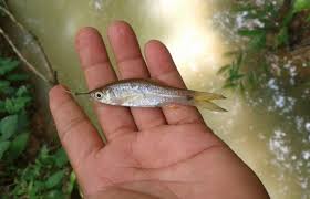 Anak ikan haruan yang biasa dijumpai di parit sawah ini memang sedap dimasak goreng kunyit. Resepi Umpan Ikan Haruan Resepi Merory Sedap Betul