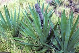 Image result for Agave sisalana