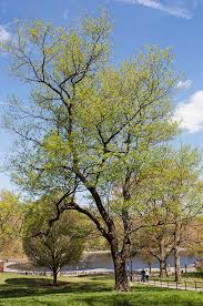 We did not find results for: Black Cherry Central Park Conservancy