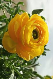 Pin On Flowers