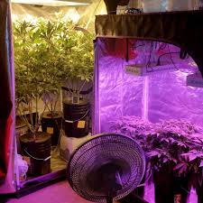 Grow tents are a great way to garden all year long and control more aspects of the growing process. The Perpetual Harvest How To Grow Unlimited Weed