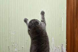 Discourage inappropriate scratching by removing or covering other desirable objects. How To Stop Cats From Scratching Walls