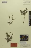 Image result for Bidens schimperi