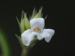 Image result for Lepidagathis lanatoglabra