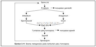 Dengan begitu, ada tumbuhan lumut jantan dan betina karena satu tumbuhan tidak bisa. Bagan Metagenesis Tumbuhan Paku Biologi Sejati