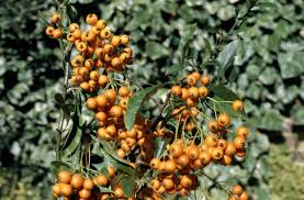 Image result for Pyracantha coccinea golden charmer