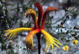 Anigozanthos Preissii The Albany Cat S Paw A Herbaceous Plant Species Endemic To Western Australia Australian Native Plants Plant Species Amazing Flowers