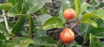 Image result for Salacia orientalis