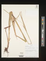 Image result for Scleria melanomphala