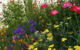 Design, architecture, real estate and decorating inspiration from our magazines | ctc&g. Cottage Garden Plants For American Gardens The Garden Glove