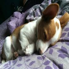 Free Chihuahua Puppies Craigslist Petsidi