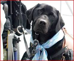 Please Don T Pet Me Therapy Dogs Dog Training Assistance Dog