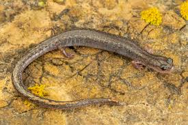 Image result for Basananthe pseudostipulata