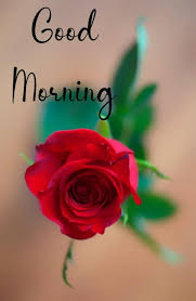 Pin By A Sw On Morning Wishes Good Morning Quotes Good Morning Beautiful Flowers Good Morning Sweetheart Quotes