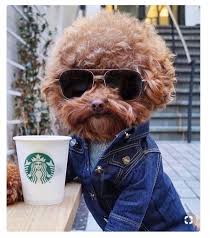 Seven On Sunday Cute Animals Cute Baby Animals Cute Dogs