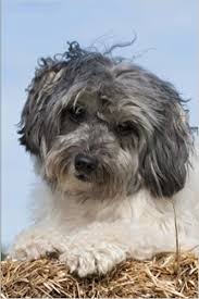 Lowchen puppy from russia stacked.jpg 2,052. Cute Lowchen Puppy Dog Journal 150 Page Lined Notebook Diary Creations Cs 9781979279871 Amazon Com Books