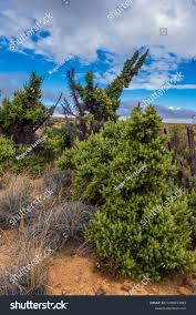 Image result for Cliffortia