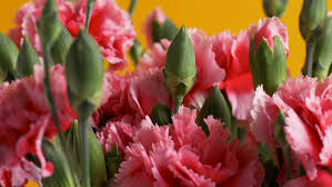 Maybe you would like to learn more about one of these? Indoor Greenhouse Pink Room Pink Carnation Flowers Beautiful Hd Video Video Aep Free Download Pikbest