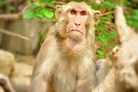 India Indian Monkey Jungle Monkey Wild Animals Wild Animal Wallpaper Indian Monkey Animals Wild