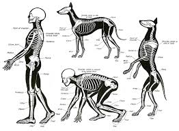 Combative Anatomy How To Fight A Dog Exigent Circumstances (photo by majid saeedi/getty images). combative anatomy how to fight a dog