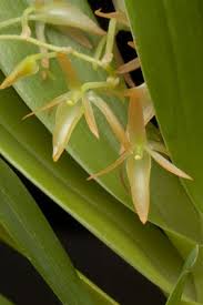 Image result for Rhipidoglossum