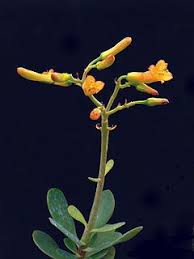 Image result for Kalanchoe lateritia