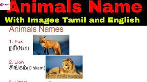 Learn Tamil Through English Animals Name 3 Youtube