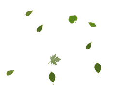 Rose png transparent image is a free png picture with transparent background. Green Leaves Falling Animated Gifs