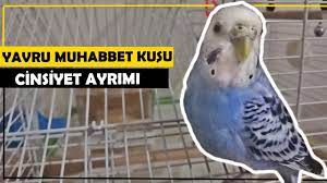 yavru muhabbet kusu cinsiyeti nasil anlasilir muhabbet kuslari cinsiyet kusu