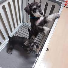 ケージおしゃれ犬ゲージサークルハッピーイヌセルフ ゲージ 犬 イヌ 犬