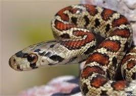 Evde Beslenebilecek Yilanlar Reptiles Snake Animals