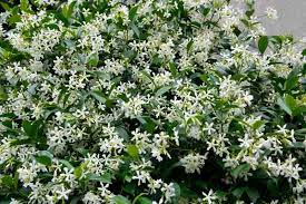 Trachelospermum Asiaticum (Asiatic Jasmine)