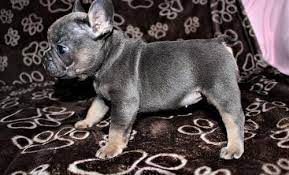Amy's k9s small dog & working dog rescue amy new salisbury in 47161. French Bulldog Puppy For Sale Adoption Rescue For Sale In Roseville Michigan Classified Americanlisted Com