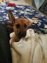 German shorthaired pointer also needs a daily walk and highly active. The Rescue Says He S German Shepherd Pointer Mix I M Not Sure Anyone Have Any Other Ideas Album On Imgur